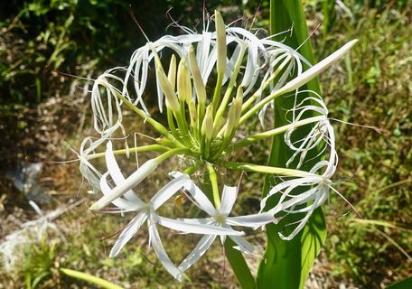 绽放, 鲜花, 白, 通告, 春天, 植物群, 花园, 开花
