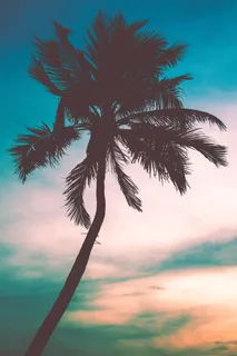 黎明、自然、天空、轮廓、余辉、背光、黄昏、棕榈树 黎明、自然、天空、轮廓、余辉、背光、黄昏、棕榈树
