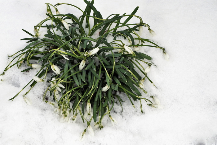 雪花莲，簇状，冰冻，多雪，雪中，雪花莲，花园，春天