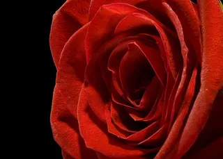 黑色、玫瑰色、红色、背景、特写、孤立、无人、花瓣