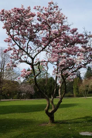 树，růžvá，良知，幸福，爱，和平，快乐，城市