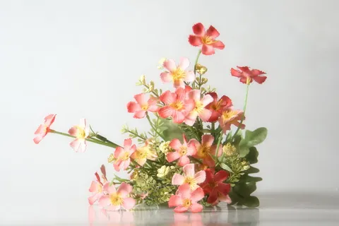 粉红色花瓣的花,静物,花,摄影,自然,粉红色,植物,花头 粉红色花瓣的花,静物,花,摄影,自然,粉红色,植物,花头
