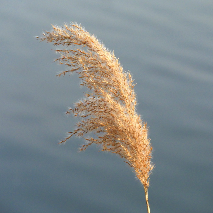 芦苇、芦苇、圆锥花序、河流、植物、自然、湖泊、河岸