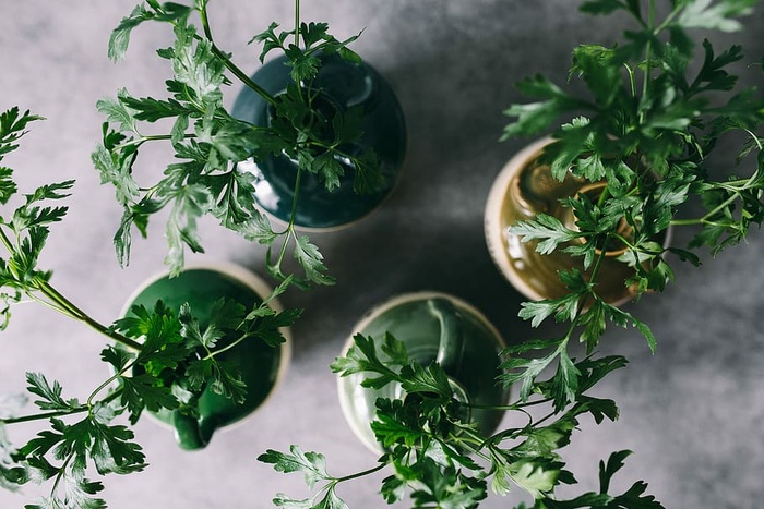 欧芹、黄瓜、青豆和其他绿色植物