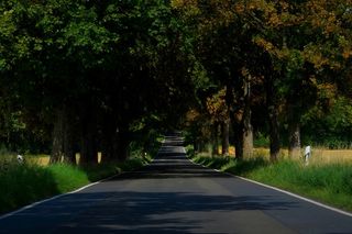 露天、道路、树木、白天、大道、户外、柏油路、自然