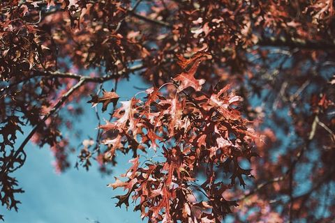 红叶树，植物，叶子，树，枫树，枫叶，橡树，落叶