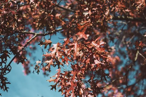红叶树,植物,叶子,树,枫树,枫叶,橡树,落叶 红叶树,植物,叶子,树,枫树,枫叶,橡树,落叶