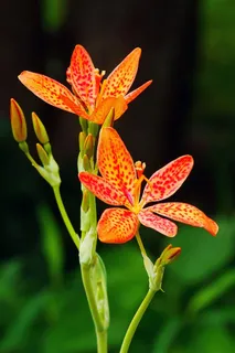 绿色背景下的豹子花。观赏植物鸢尾的花和芽,通常被称为豹纹百合、黑莓百合和豹纹花。每一朵花的绽放只持续一天。 绿色背景下的豹子花。观赏植物鸢尾的花和芽,通常被称为豹纹百合、黑莓百合和豹纹花。每一朵花的绽放只持续一天。