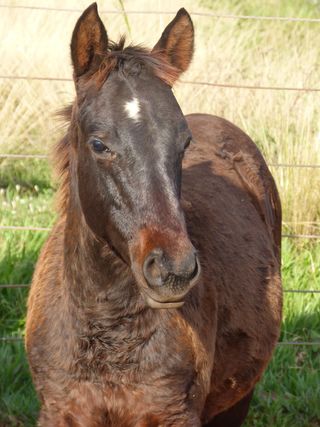 马，四分之一英里，马，农场，动物，动物主题，哺乳动物，一种动物