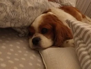 波兰，华沙，格林纳迪耶67/69，一种动物，家养，哺乳动物，宠物，动物主题