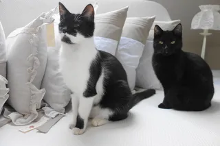 猫，猫，美食家，海胆，枕头，枕头，普通猫，宠物