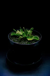 植物，深色，食肉动物，摄影棚拍摄，黑色背景，食物，室内，食物和饮料