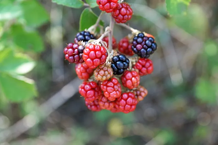 覆盆子，树，自然，水果，美味，甜，酸，红