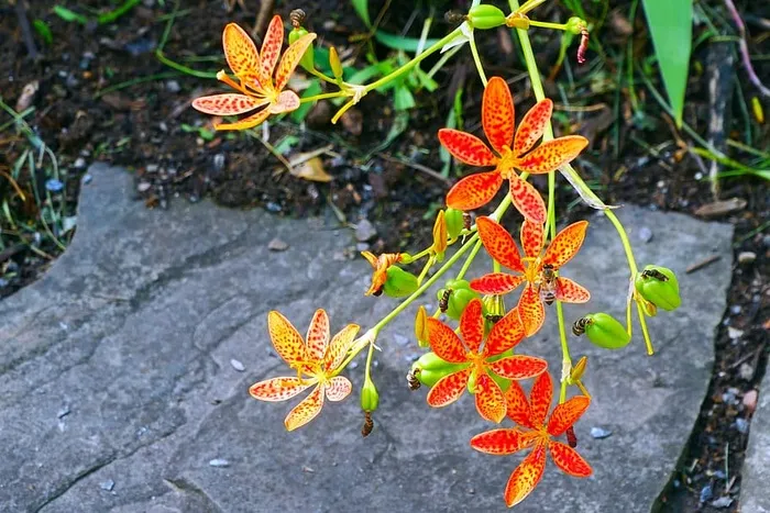 灰色石板背景下的豹子花。观赏植物鸢尾的花和芽，通常被称为豹纹百合、黑莓百合和豹纹花。每一朵花的绽放只持续一天。