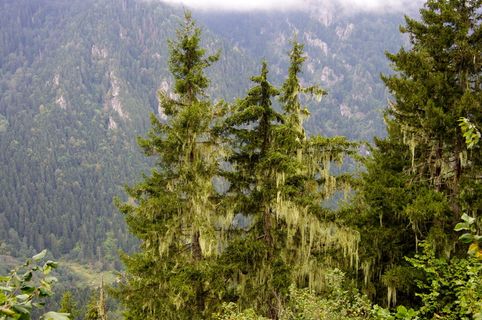 黄杨木，树木，黄杨木，绿色，森林，景观，里泽，哈姆申