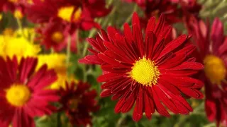 自然，花卉，植物，夏天，花园，开花植物，红色，新鲜