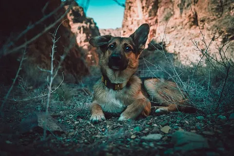 黑色和棕褐色的德国牧羊犬坐在岩石上