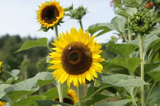 向日葵，农家花园，花卉，光明，花园，夏天，花园植物，开花