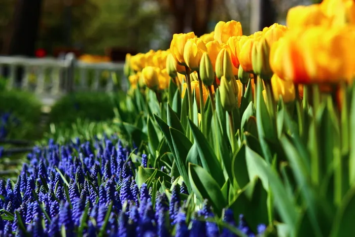 常规、郁金香、春天、科尼亚、常规郁金香、花朵、生长、新鲜度