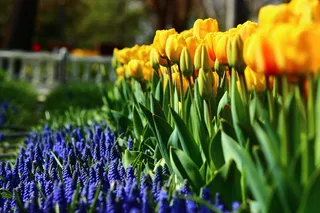 常规、郁金香、春天、科尼亚、常规郁金香、花朵、生长、新鲜度