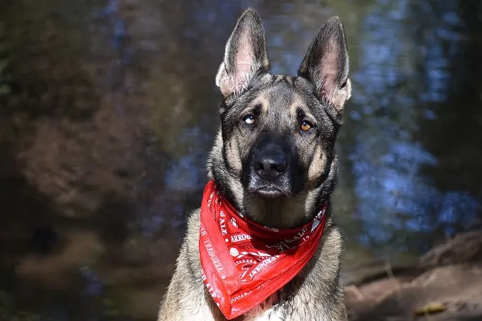 美国，奇科，动物，狗，德国牧羊犬，户外，一只动物，狗