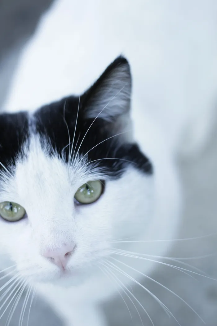 猫，猫眼，猫眼，猫咪，柔软的小猫，来自互联网的猫，大眼睛，黄眼睛