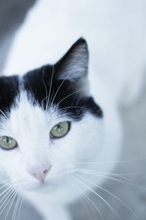 猫,猫眼,猫眼,猫咪,柔软的小猫,来自互联网的猫,大眼睛,黄眼睛 猫,猫眼,猫眼,猫咪,柔软的小猫,来自互联网的猫,大眼睛,黄眼睛