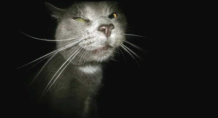 短毛灰猫，猫，有趣，跟踪者，爬行动物，愚蠢的脸，动物，可爱
