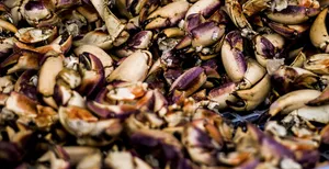 贝壳，鱼，海鲜，海洋，海，贝壳，食物，螃蟹