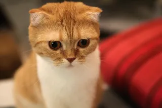 猫，苏格兰褶皱，苏格兰，动物，褶皱，眼睛，闭上，脸