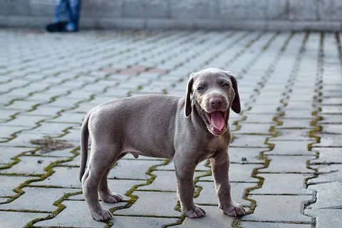 小狗,威马拉纳犬,狗,狗,一只动物,家养,动物主题,宠物 小狗,威马拉纳犬,狗,狗,一只动物,家养,动物主题,宠物