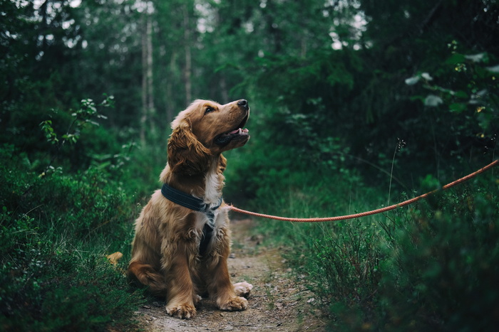 英国可卡犬小狗坐在草地旁的地上
