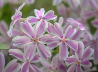 福禄考、福禄考、塔马翁加里、地毯福禄考、室内装饰多年生植物、耐寒、矮小地毯、粉色和白色