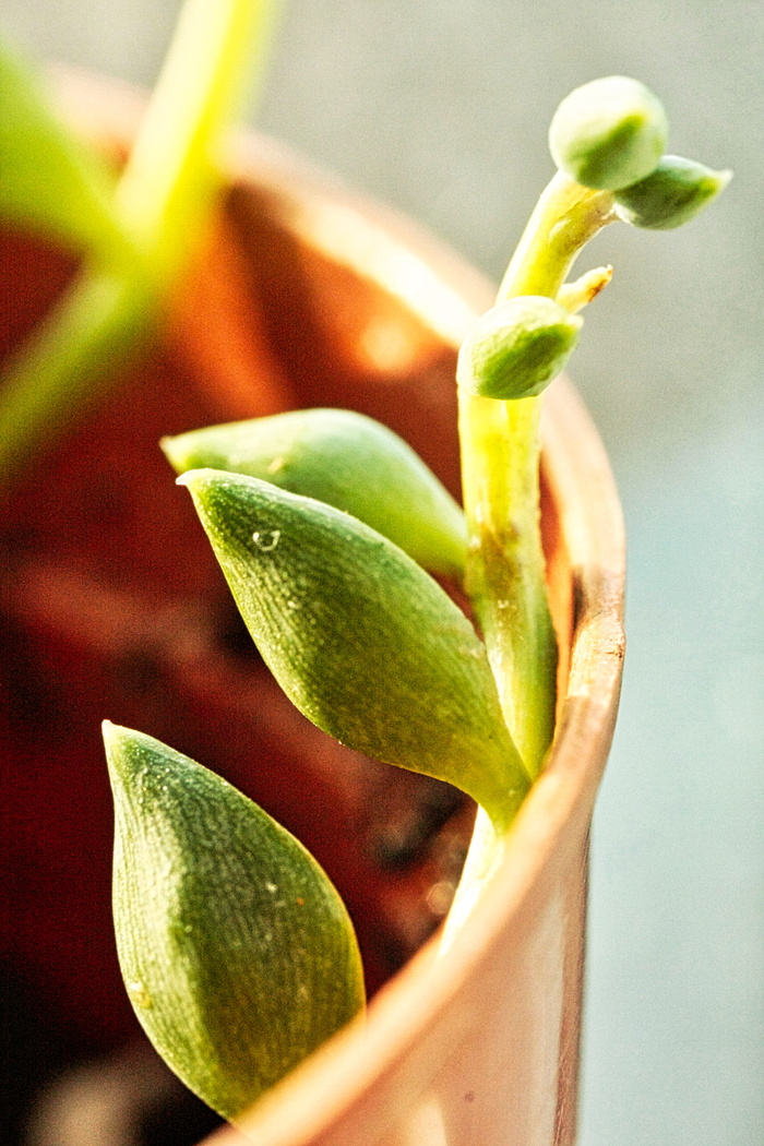 植物，生长，芽，温暖，生命，能量，生长，植物