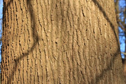 树皮，树，橡树，老橡树，韧皮，脱落树皮，苔藓，绿色