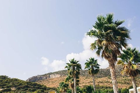 西班牙的棕榈树