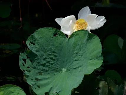 莲花,白莲花,布阿班,花,开花植物,植物,新鲜,美丽的自然 莲花,白莲花,布阿班,花,开花植物,植物,新鲜,美丽的自然