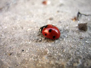 昆虫, 甲虫, 瓢虫, 动物主题, 动物, 野生动物, 野生动物, 无脊椎动物