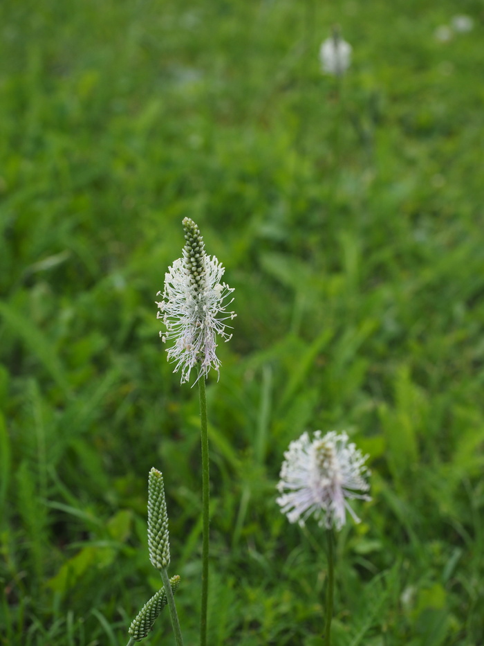 车前草，车前草，车前草，车前草，野花草甸，草甸，花，花，开花