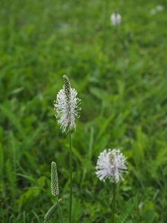 车前草，车前草，车前草，车前草，野花草甸，草甸，花，花，开花