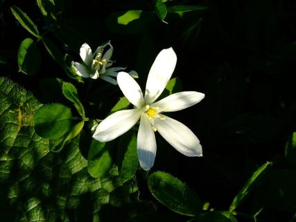 罗马尼亚，扎乌德坎皮，白，花，名列前茅，地星，星，花