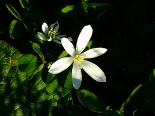 罗马尼亚，扎乌德坎皮，白，花，名列前茅，地星，星，花