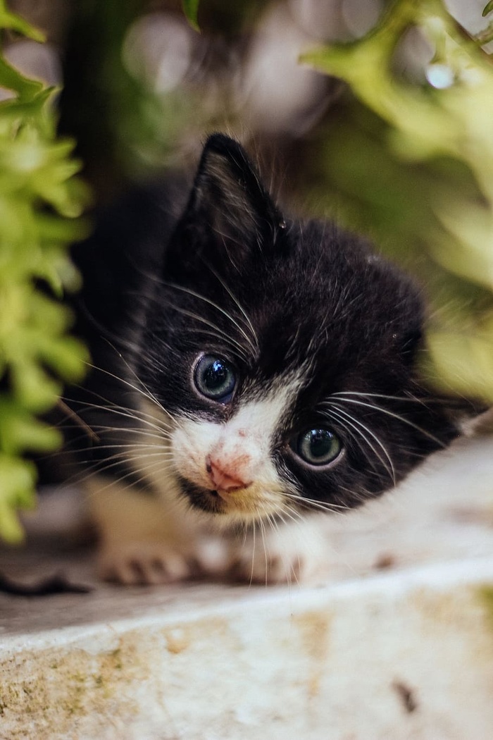 可爱好奇的猫咪照片
