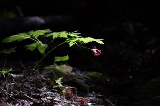 墙纸，高清墙纸，背景，高清背景，高清，hq，高清照片，绿色