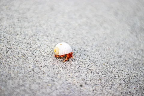 白壳，动物，无脊椎动物，海洋生物，蛤蜊，贝壳，沙子，自然