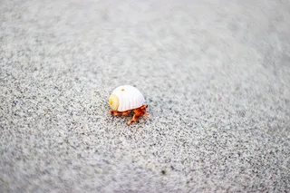 白壳，动物，无脊椎动物，海洋生物，蛤蜊，贝壳，沙子，自然