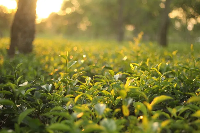 选择性、聚焦、植物、茶园、天然、绿色、叶子、夏季