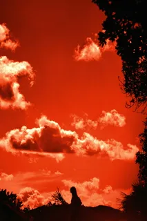 橙色天空，自然，户外，天空，阳光，树木，植物，剪影