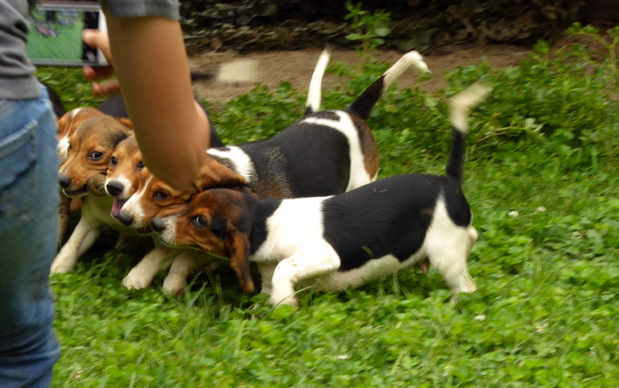 小狗，照片，手机，小猎犬，玩耍，能量，幸福，哺乳动物