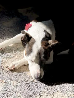 美国育空，10717西南36街，梗，粉红，花，狗，小睡